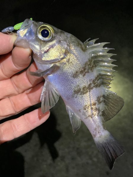 なんとかアジ、メバル