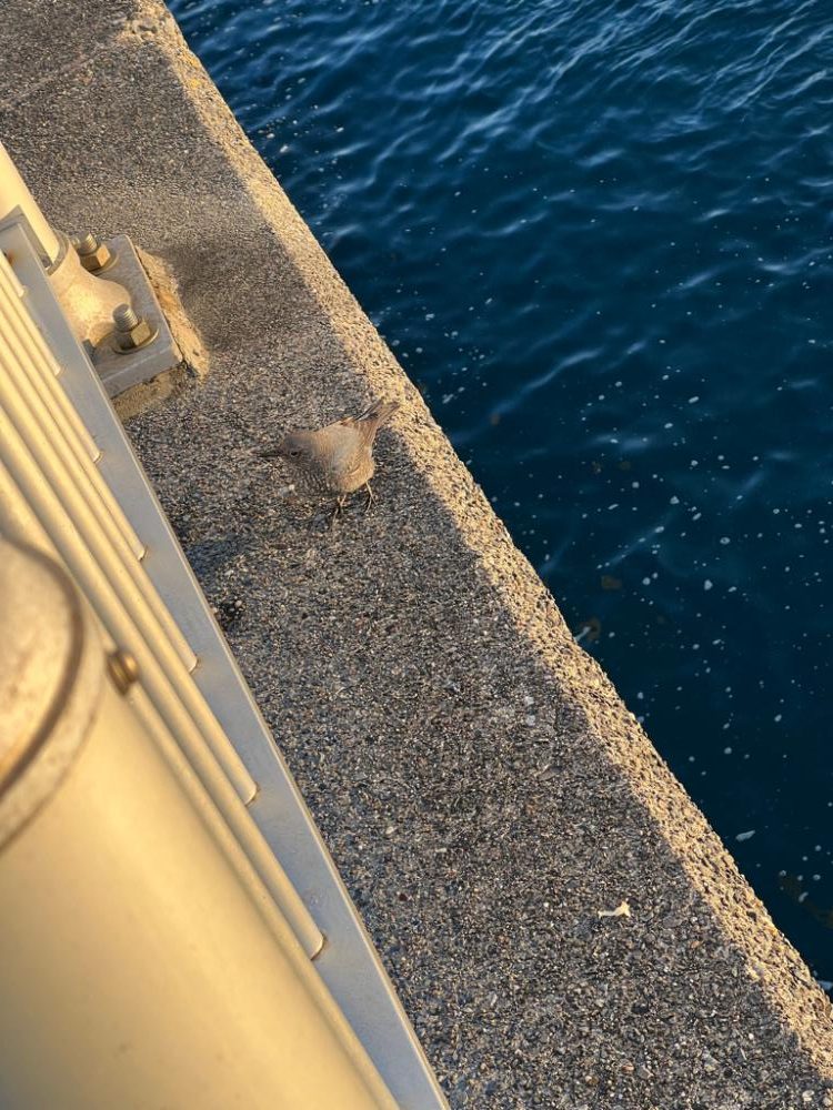 鴨川前浜港、カワハギ狙い