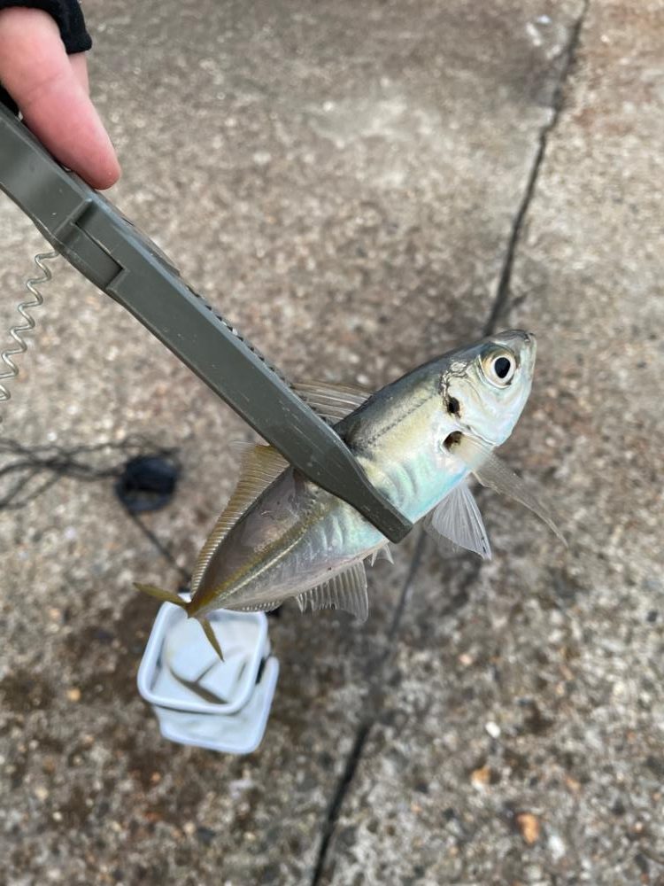 まだまだ好調！日本海アジング 最大30cm！