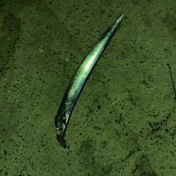 シーバス釣れずにまたタチウオ