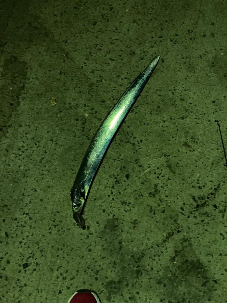 シーバス釣れずにまたタチウオ