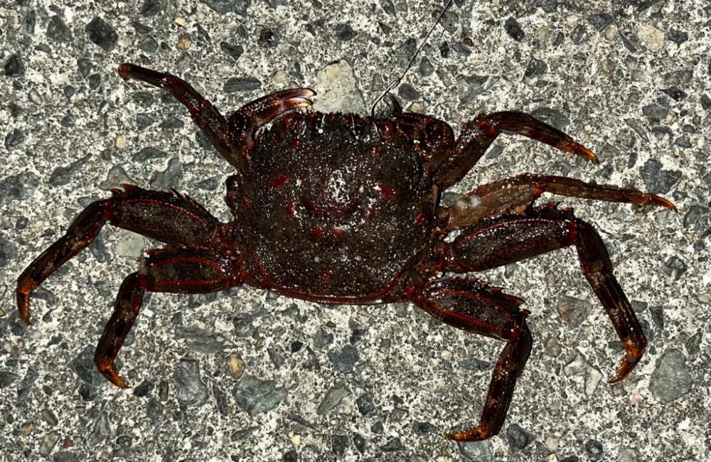 まさかのカニカニ🦀