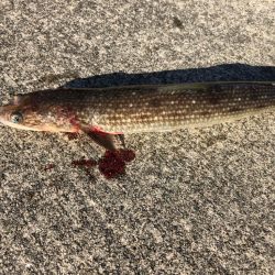 朝からアジを釣りノマセ釣行