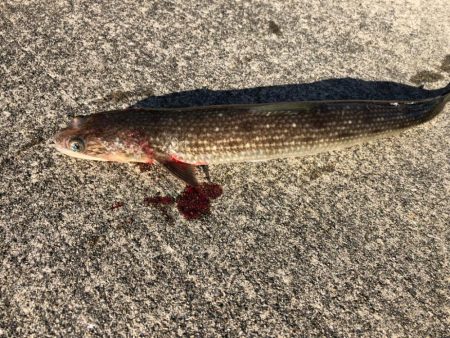 朝からアジを釣りノマセ釣行