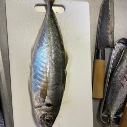 アジでかくなってるl>┼┼(.,,゚Д゚)