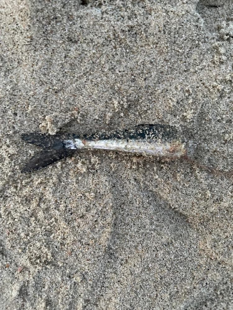 ボウズ逃れのサゴシ