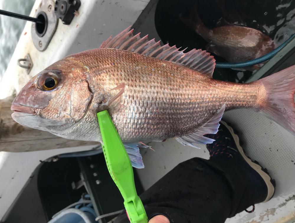 一つテンヤカワハギ祭りw