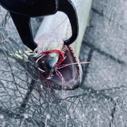 冷たい西北風。。何とか青牙58cm。