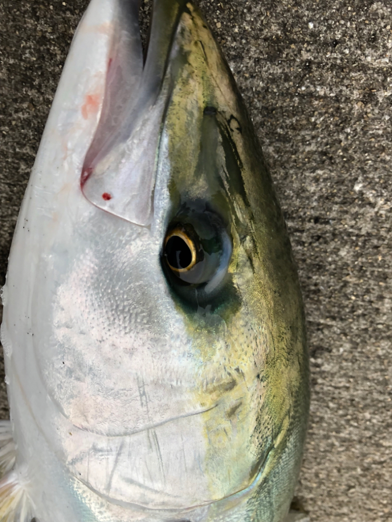 あたりは一瞬　青物ゲット