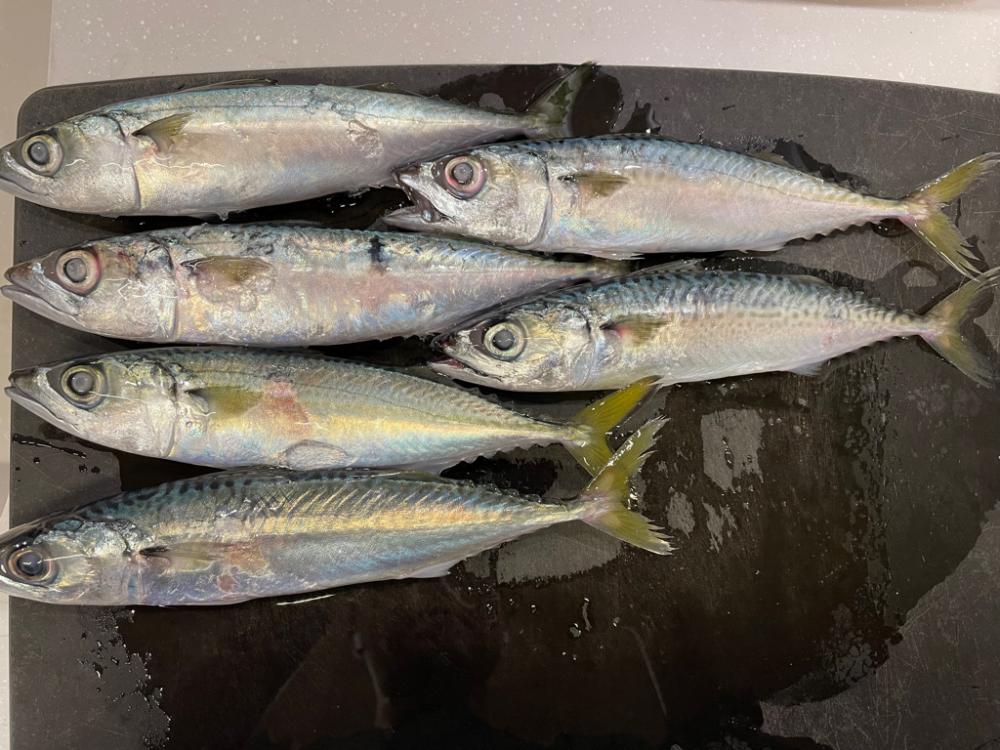 たまたま。初アイナメ