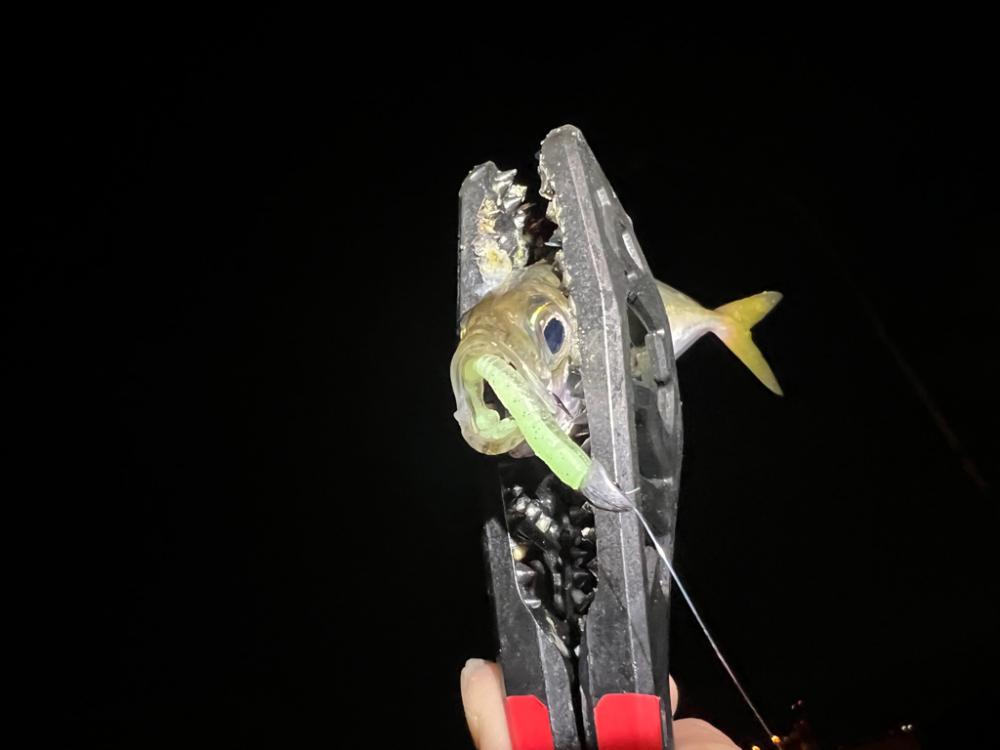 鯵を探して三千里Ver.9