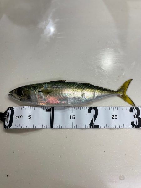 アジングデビュー戦🐟♬