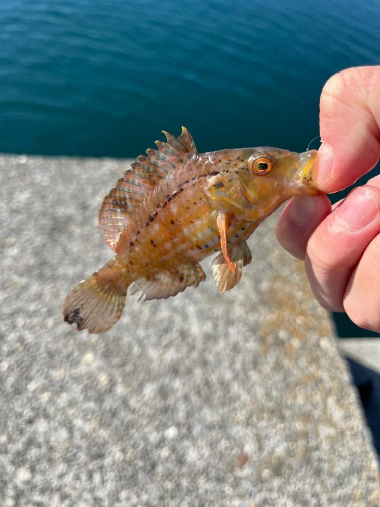 アジングワームで釣りました。