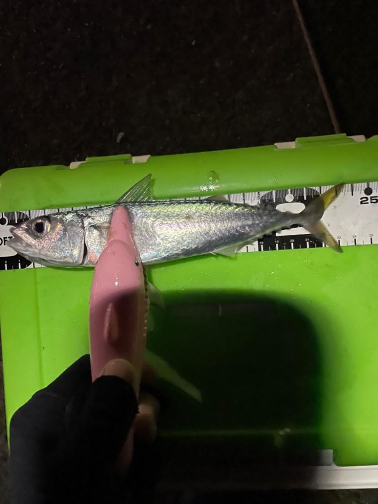 天候はアラレ、外海は荒れ、湾内はアジが荒喰い