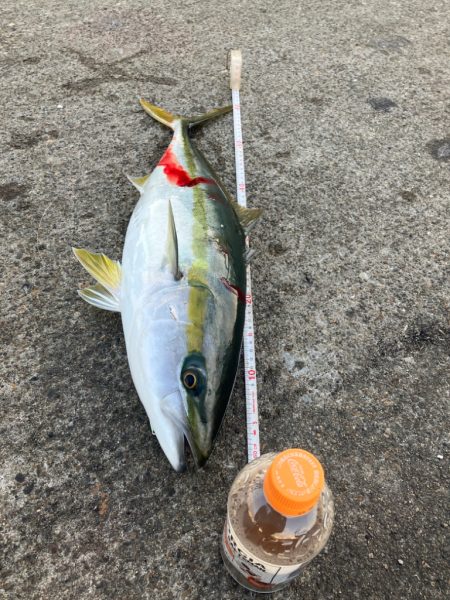 大阪都市部リバーブルー