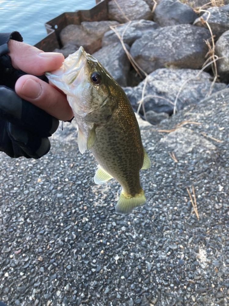 寒波到来もまだまだ釣れる！