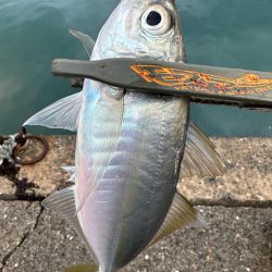 アジ・サバ祭り会場へ