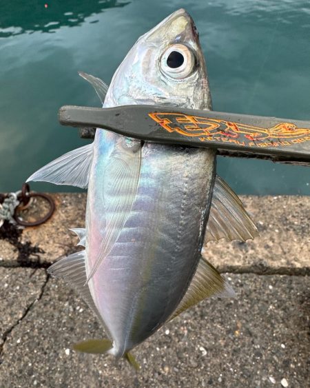 アジ・サバ祭り会場へ