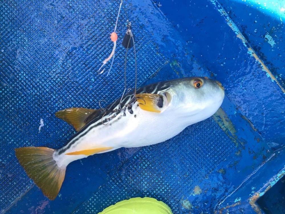 ショウサイフグす