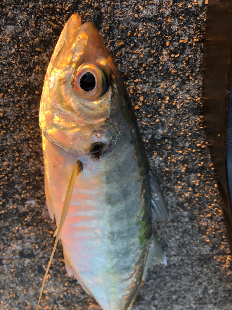 デカあじ　ゲット