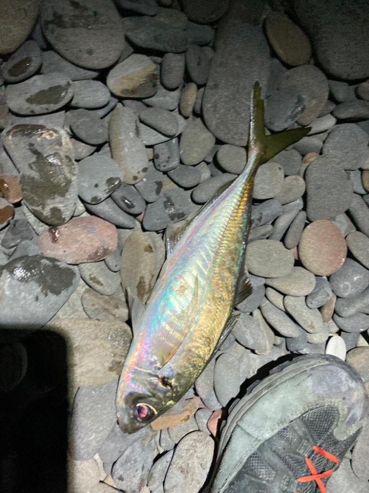 寒波の尺アジング