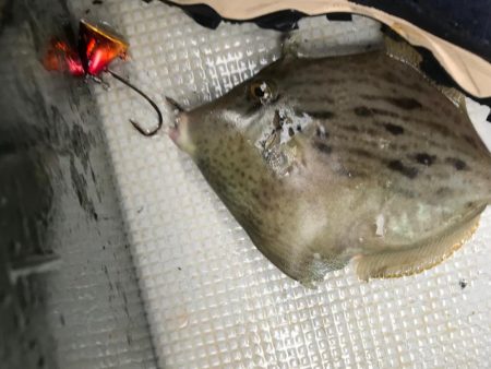 富士山てんやで一つテンヤ爆釣！