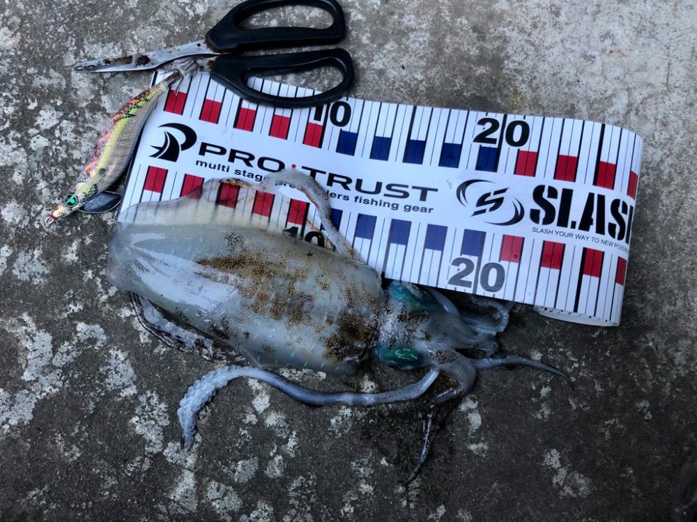 また魚? じゃなかった!