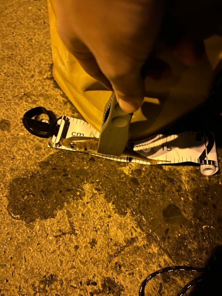 初投稿!そして初アジング釣果