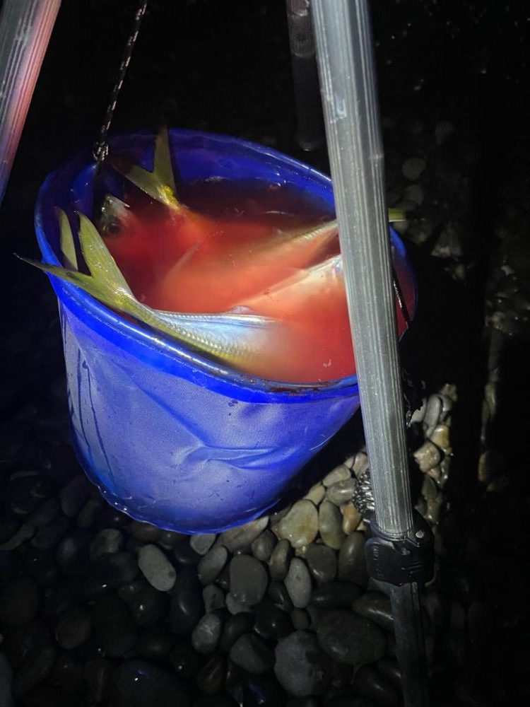 ちょい投げサビキ