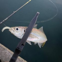 朝マズメアジング