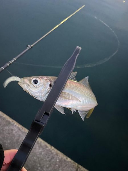 朝マズメアジング