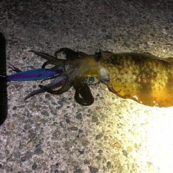 【伊根〜京丹後】12月クリア！