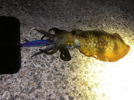 【伊根〜京丹後】12月クリア！