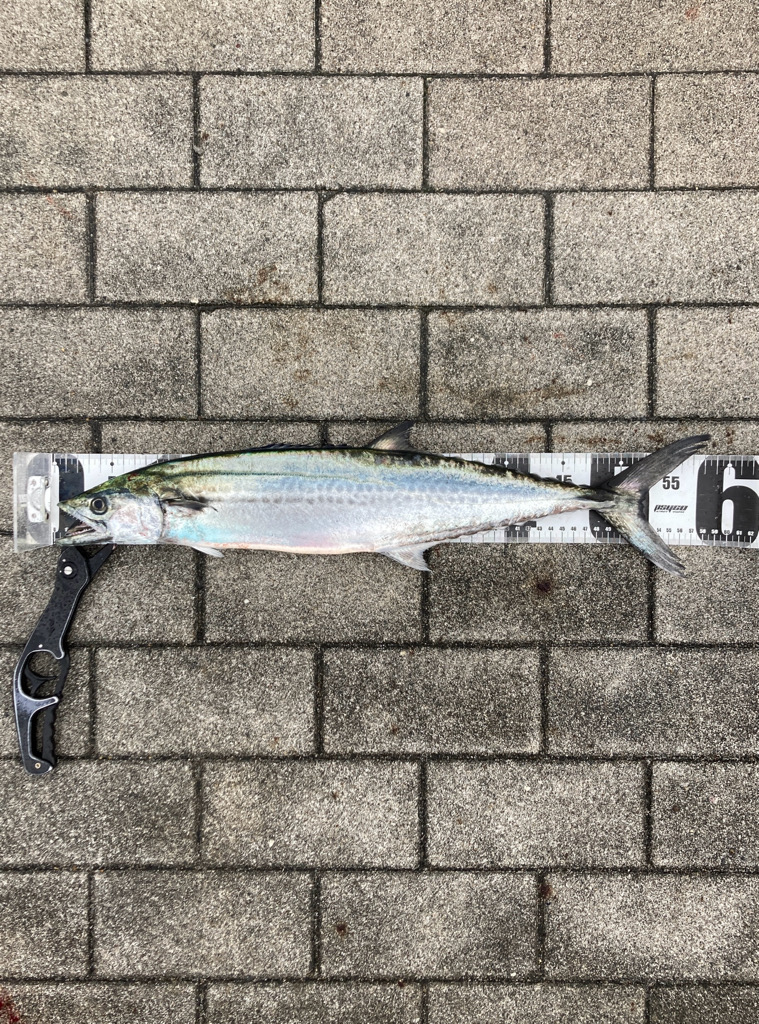 湾奥コスモ粘り。青牙マルチ。。