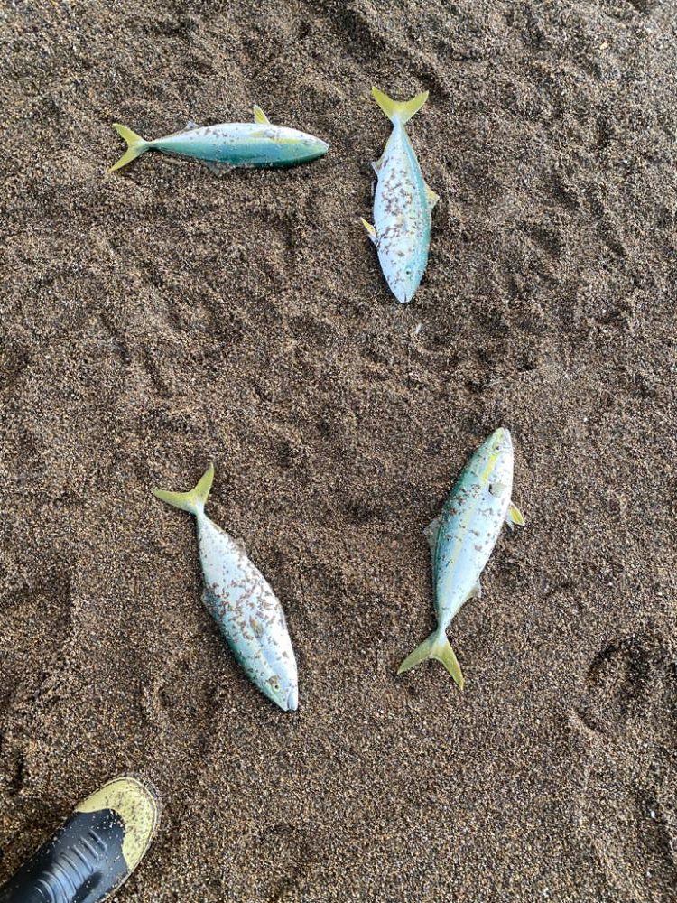 サーフジギング