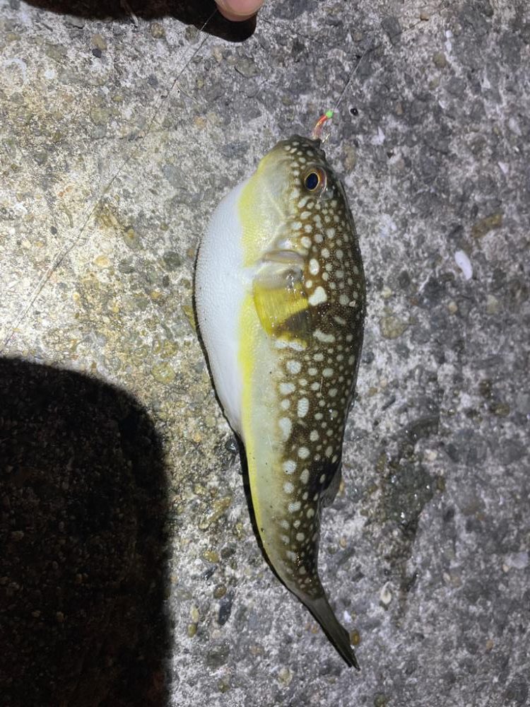 いろいろ釣れました