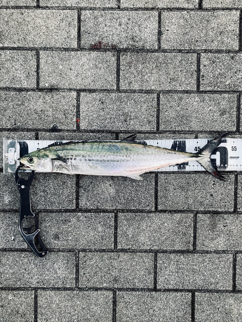 1日休み。青牙54センチ。。