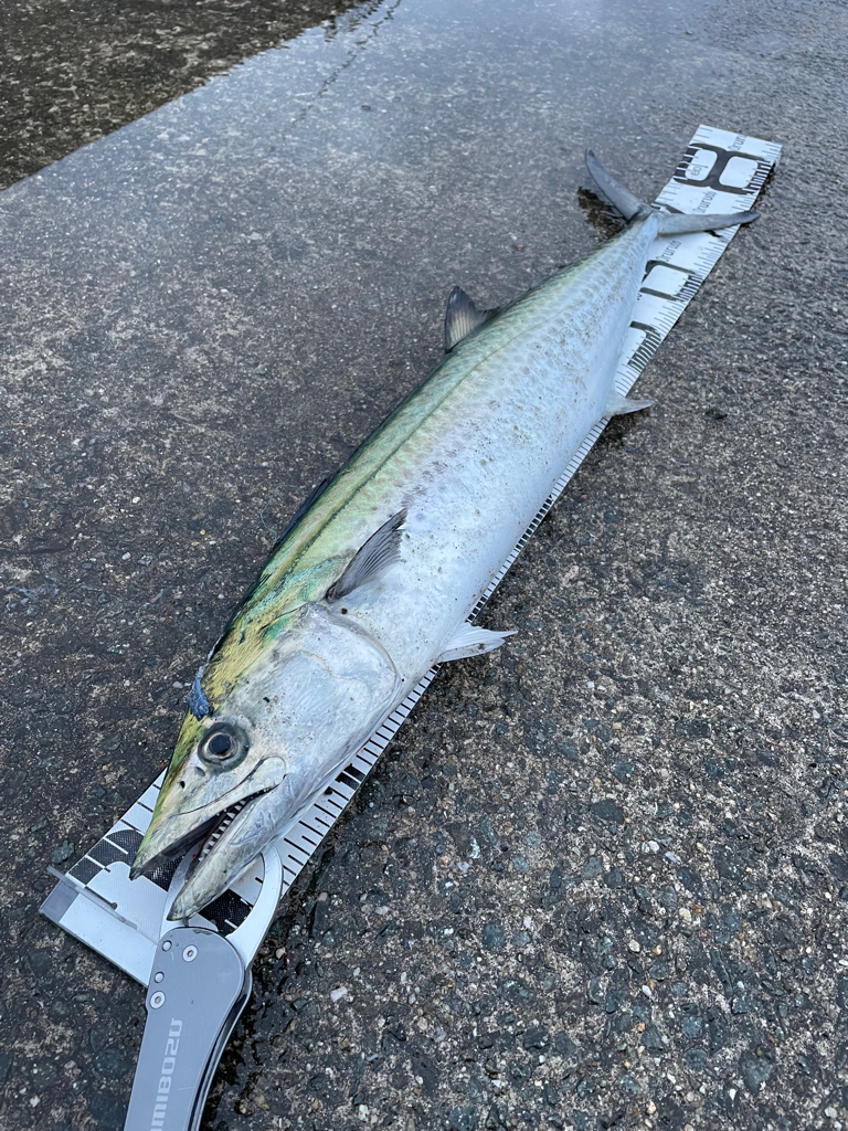 やっと、やっと出たサワラ！