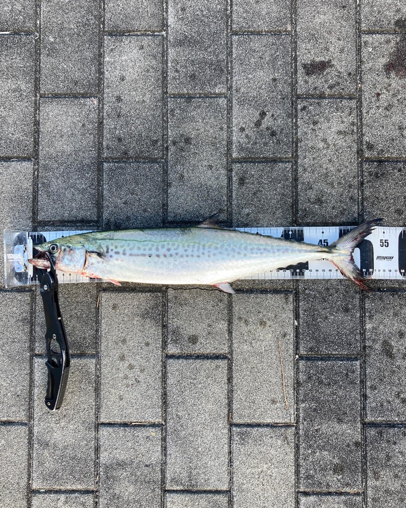 再び冷え込む夜明け。青牙マルチ。。