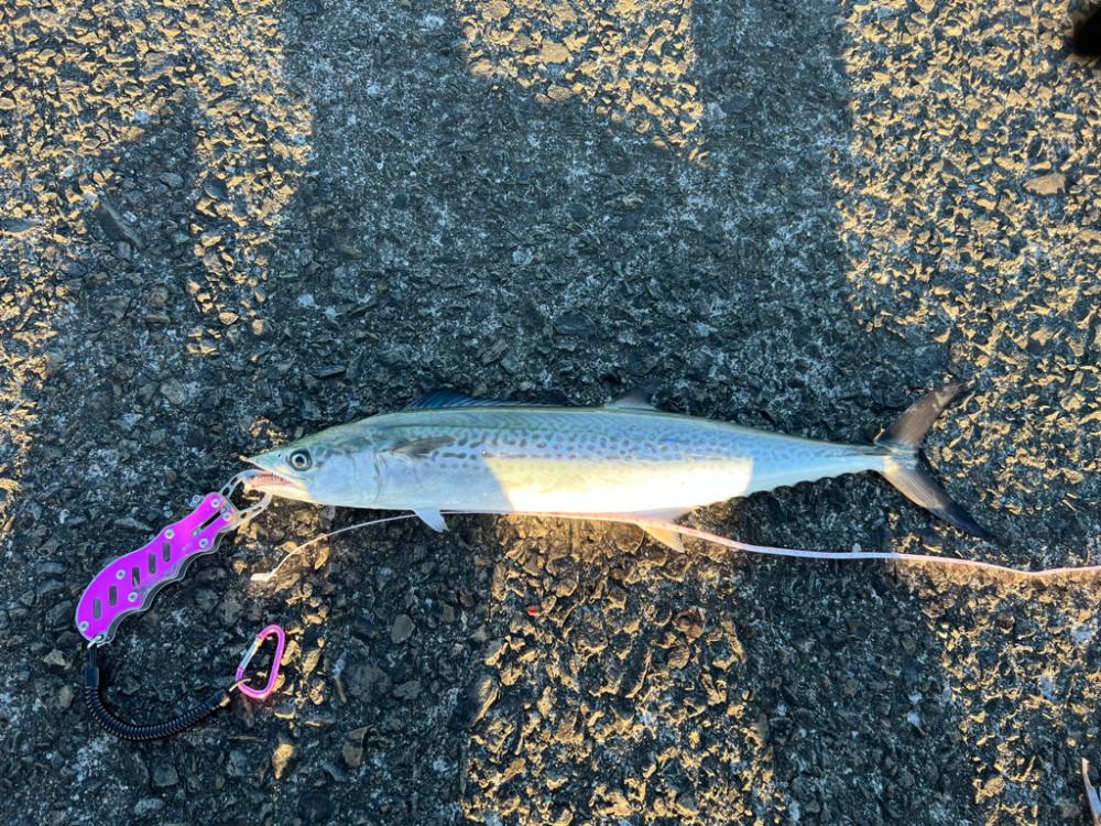 爆釣！ブリ、ハマチ、サゴシ、サワラ、ネイリにサメまで