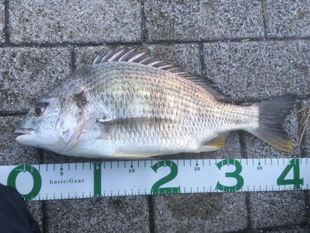 ノマセでキビレとメジロ