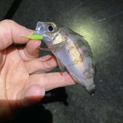 渋い大潮 ライトゲーム