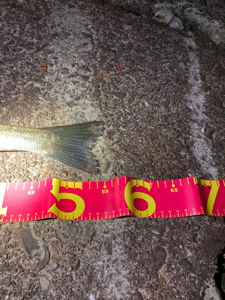 遂に、やっとシーズン突入