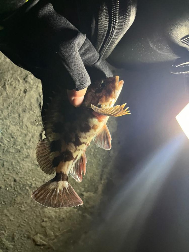 冬の朝の四日市ライトゲーム