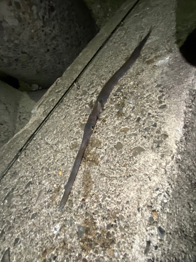 釣り納めパート2