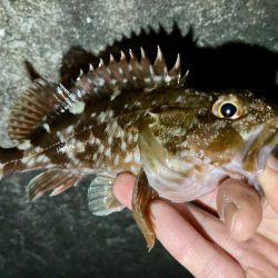 アジングのつもりがメバリング・ガシリングに…