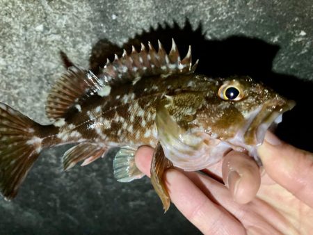 アジングのつもりがメバリング・ガシリングに…