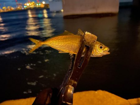 夢舞大橋アジング1211