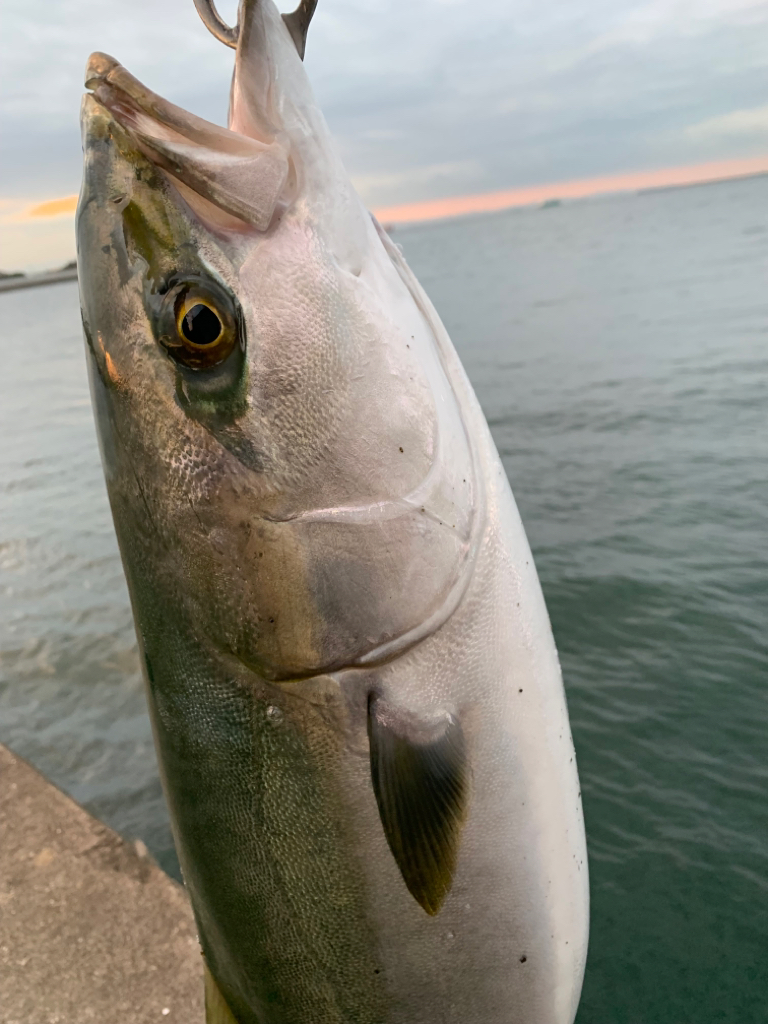 朝マヅメメジロ