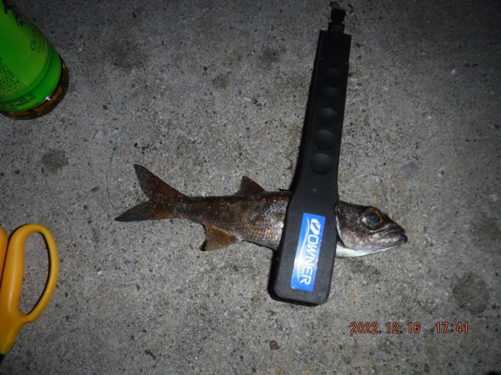 ジグヘッド五目